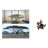 30 Semillas De Acacia Africana Bonsái O Crecimiento