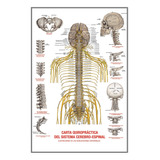 Carta Quiropráctica Del Sistema Cerebro-espinal