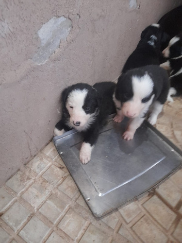 Border Collies, Cachorros