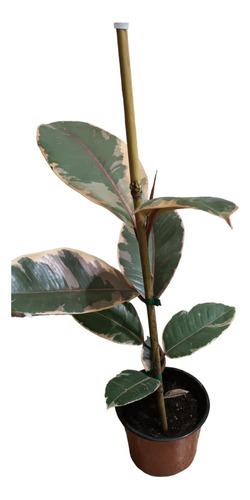 Ficus Elástica - Gomero Rubí 
