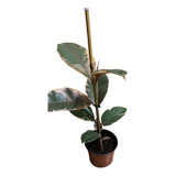 Ficus Elástica - Gomero Rubí 