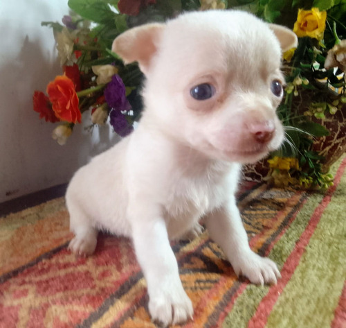 Chihuahua Mini