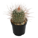 Cactus Matera P5 O P7 X 1 (1 Unidad)