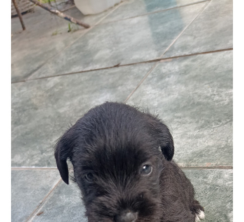 Cachorro Mini Schnauzer Sal Y Pimienta Y Negro