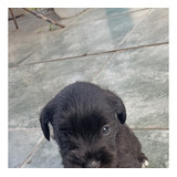 Cachorro Mini Schnauzer Sal Y Pimienta