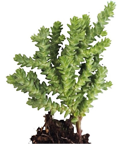 Planta Suculenta Sedum Acre A Raíz Desnuda 