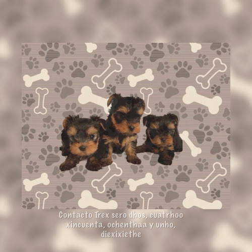 Increibles Yorky O Yorkshire Terrier Miniaturas Tacitas