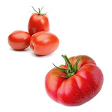 Combo Semillas De Tomates X 80 Semillas (perita Y Platense)
