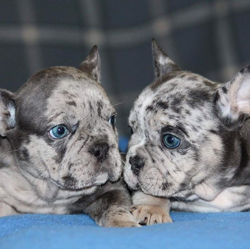 Bulldog Frances Exótico Blue Merle Mágicos 