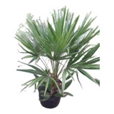 Palmito Europeo,margallón, Chamaerops Humilis 10lts