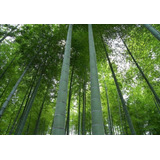 150 Semillas De Bambu Super Gigante + Instructivo