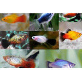 10 Peixes Coloridos De Água Doce, Espada, Molenesea E Platy.