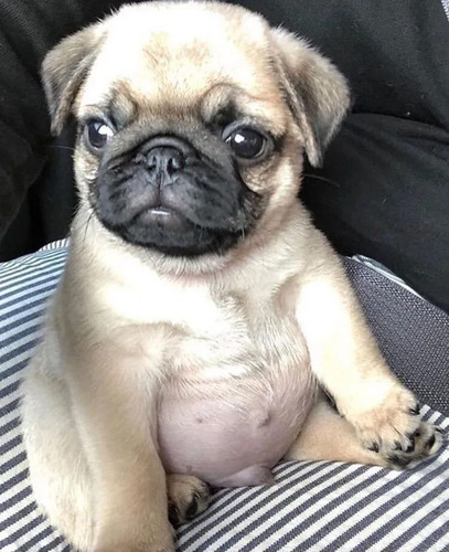 Hermosos Cachorros Pug | Meses sin interés