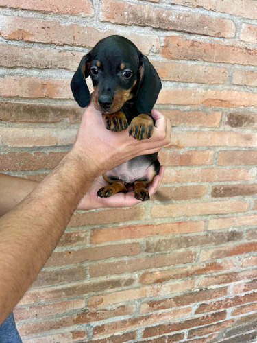 Lindos Salchichas Dachshunds Mini Pequeños