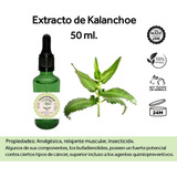 Extracto De Kalanchoe 50 Ml - Tintura Madre 100% Natural 
