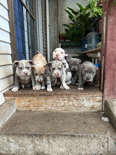 American Bully Blue Y Blue Merle