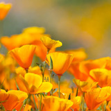 Semillas De Flores De Amapola California Más De 20.000 Semil