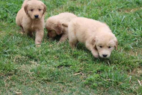 Hermosos Golden Retriever Inscritos Kennel Club