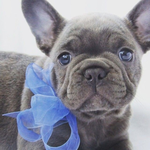 Bulldog Francés Blue Azul Brillante