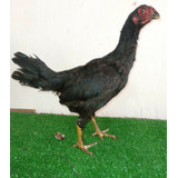 Gallina Asil Rampuri