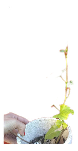 Enredadera Cissus Verticillata. Cortina De Cielo, Nativa