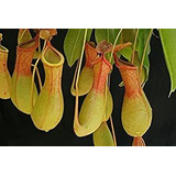 Nepenthes Seeds|10 Semillas De Plantas Carnívoras|jarra De C