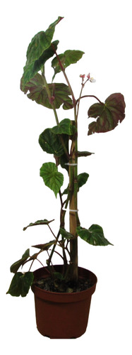 Begonia Credneri Planta Enrredadera Interior Fácil Cuidado
