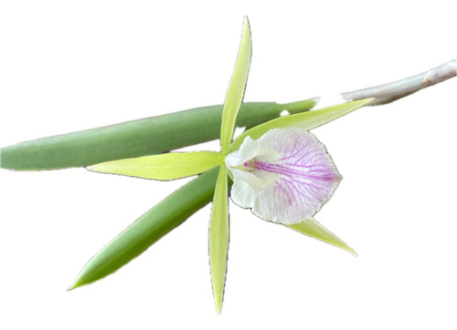 Brassavola Nodosa X Cattleya Intermedia