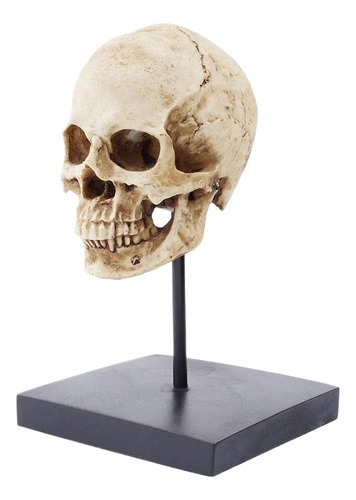 Resina Tamaño Real 1: 1 Réplica Realista Cráneo Humano -