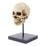 Resina Tamaño Real 1: 1 Réplica Realista Cráneo Humano -