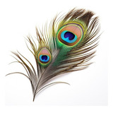 Plumas Pavo Real ×50 Unidades 