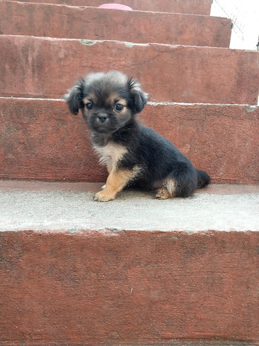 Cachorros Pekines Tibetano