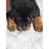 Rottweiler Cachorros Puros Adorabless