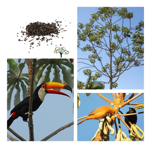 300 Sementes De Embaúba Branca Brejo - Cecropia Pachystachya