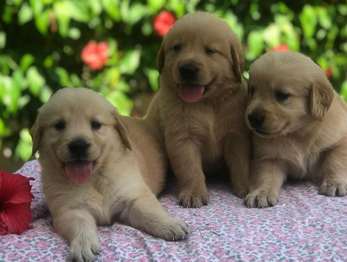 Cachorros Golden Retriver Hermosos 