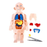 -realista Body Anatomy Brinquedos Educativos Diy Para Crianç