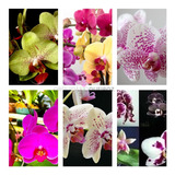 30 Mudas De Orquídeas Phalaenopsis Pré Adultas