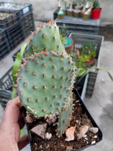 Cactus Opuntia Santa Rita Mexicana