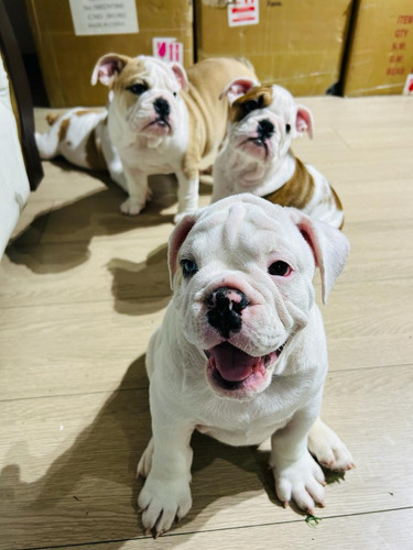 Bulldog Ingles Hembra Disponible