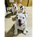 Bulldog Ingles Hembra Disponible