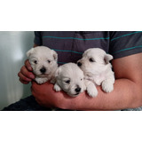 Tiernos West Highland White Terrier Inscritos Kennel Club