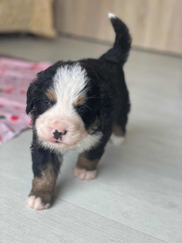 Cachorra Hembra Bernes De La Montaña