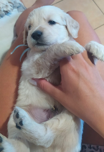 Golden Retriever Cachorros Inscritos Kennel Club