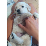 Golden Retriever Cachorros Inscritos Kennel Club