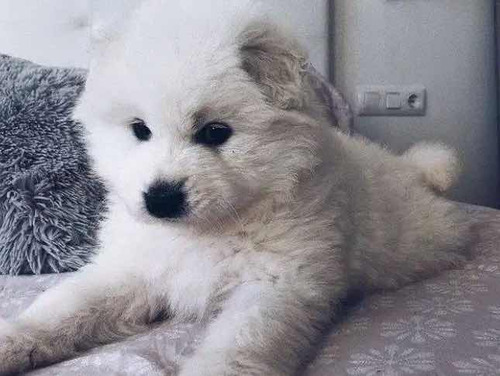 Samoyedos Originales Cachorros