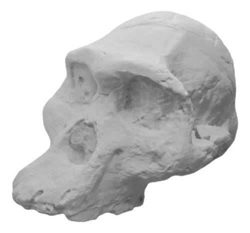 Craneo Australopithecus Africanus En 3d 3dimpressions