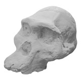 Craneo Australopithecus Africanus En 3d 3dimpressions