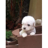 Cachorros Tacita De Te Poodle Con Vacunas Lindos