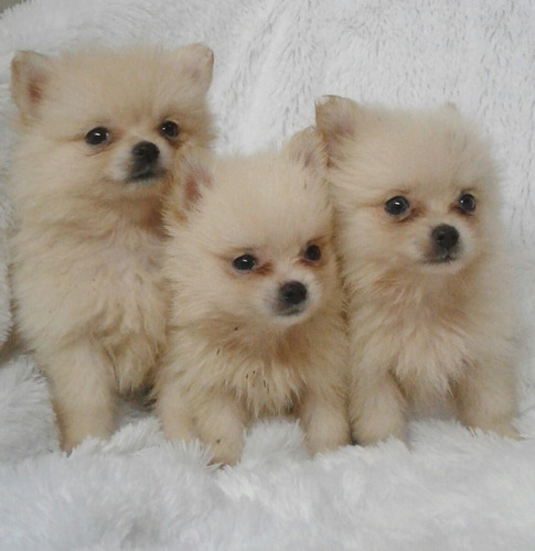 Perros Cachorros Pomerania Lulu En Venta Santa Marta