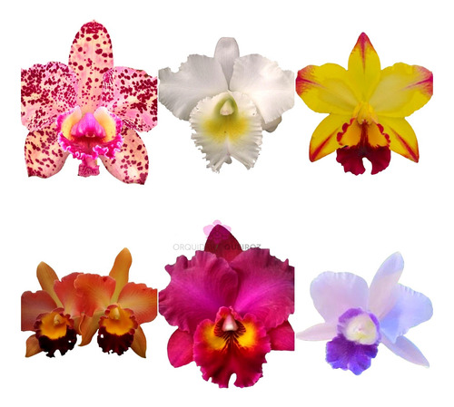 Touceira De Orquídea Cattleya Especial Vermelha